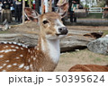 微笑む鹿 50395624