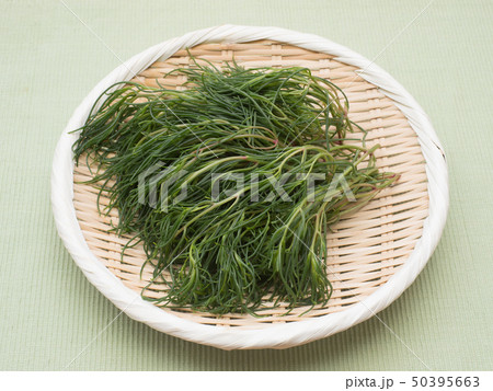 オカヒジキ オカヒジキ 50395663