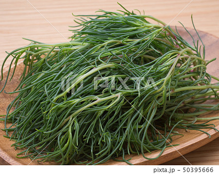 オカヒジキ 50395666