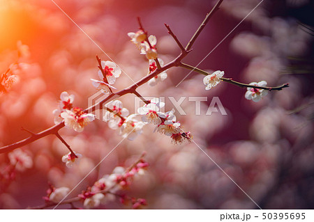 Cherry blossoms Cherry blossoms 50395695
