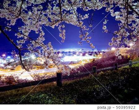 石鎚SA夜桜 04 50395922