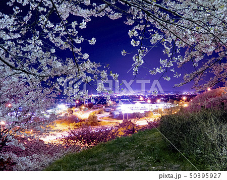 石鎚SA夜桜 02 50395927