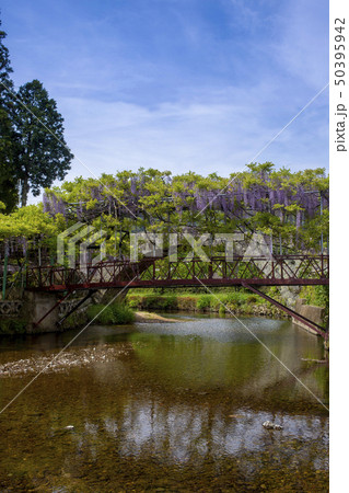 西寒多神社の藤 50395942