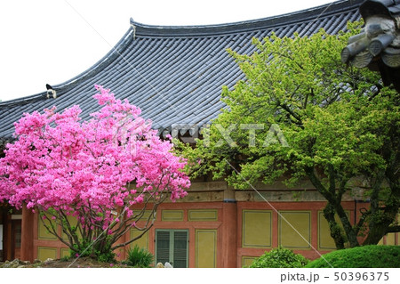 節 寺院 宗教 50396375