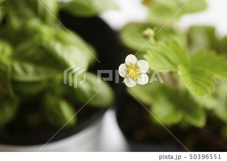 野イチゴの花 野いちご 野苺 ワイルドストロベリー 咲く 花 果物 苺の半 イチゴの花 いちごの花の写真素材