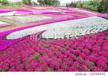 羊山公園の芝桜 50396685