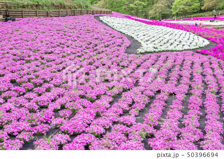 羊山公園の芝桜 50396694