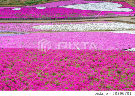 羊山公園の芝桜 50396701