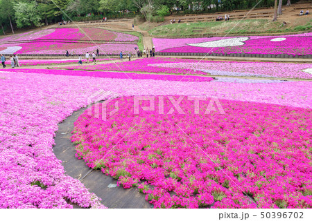 羊山公園の芝桜 50396702