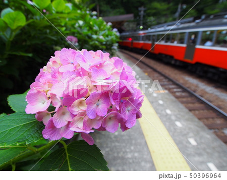 アジサイと列車。 アジサイと列車。 50396964