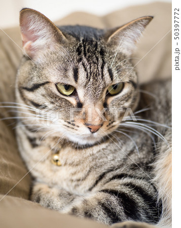 キジトラ猫 50397772