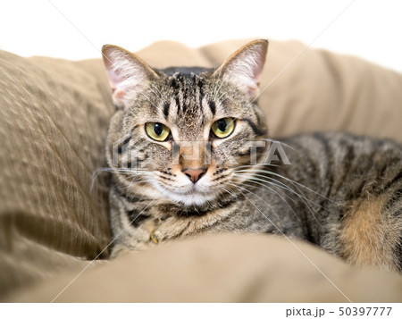 キジトラ猫 50397777
