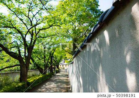神田川桜並木の遊歩道 新緑と塀のシルエットの午後 背景ぼかし 神田川桜並木の遊歩道 新緑と塀のシルエットの午後 背景ぼかし 50398191