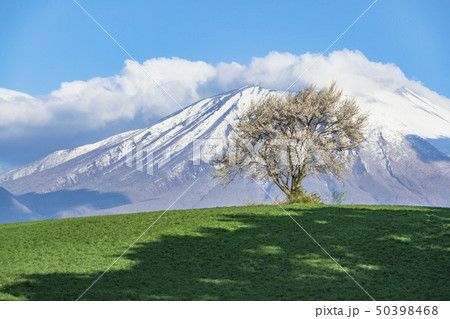 三角山の一本桜 50398468