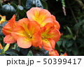 オレンジの花（クンシラン）Orange flower 50399417