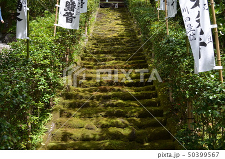 晴天の鎌倉・杉本寺 50399567