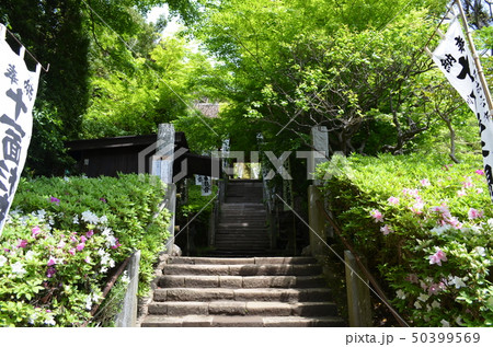 晴天の鎌倉・杉本寺 50399569