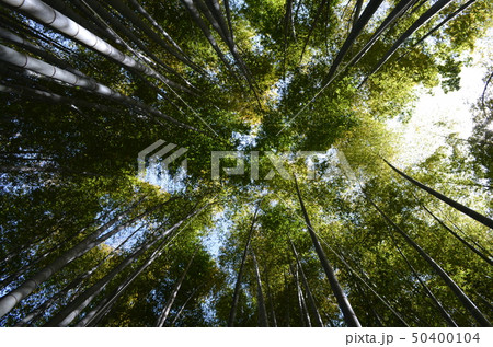 晴天の鎌倉・竹林の寺・報国寺 50400104