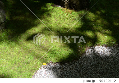 晴天の鎌倉・竹林の寺・報国寺 50400112