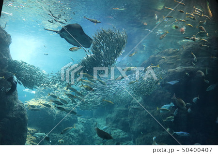 江ノ島水族館 50400407
