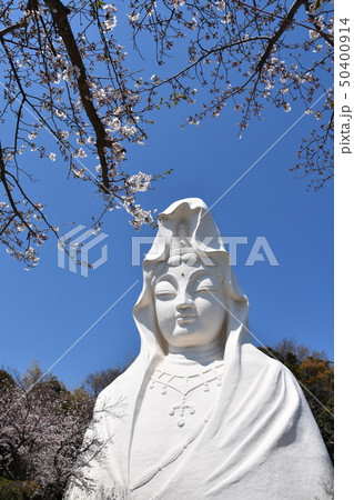 大船観音と桜　鎌倉市 50400914