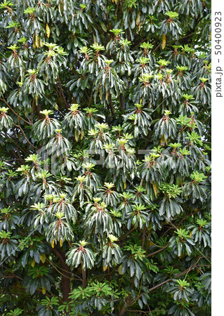 ユズリハ（5月上旬） 50400923