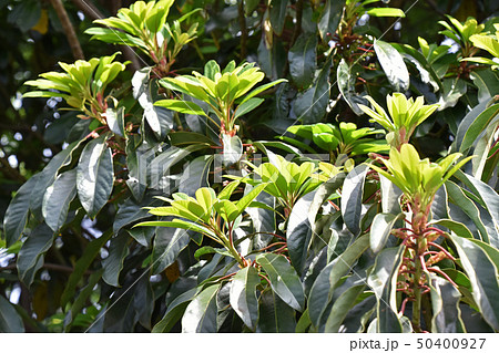 ユズリハ（5月上旬） 50400927