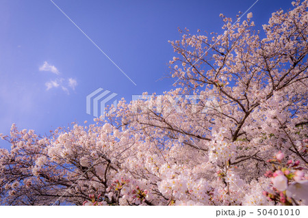 桜咲く 50401010