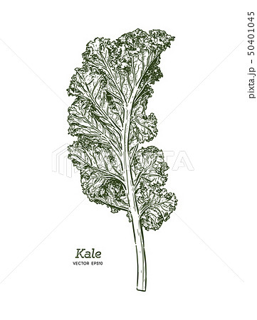 Kale, Hand draw sketch vector. Vegetable. 50401045