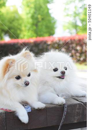 仲の良い笑顔がかわいいワンコ 仲の良い笑顔がかわいいワンコ 50401149