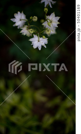 春に咲く花 春に咲く花 50401169