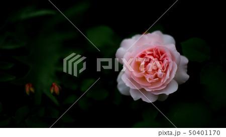 ピンクの薔薇 50401170