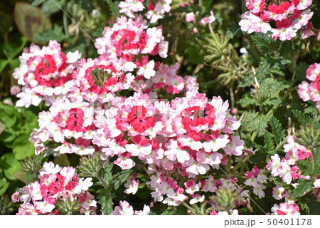 バーベナ・ピンクパフェ バーベナ・ピンクパフェ 50401178