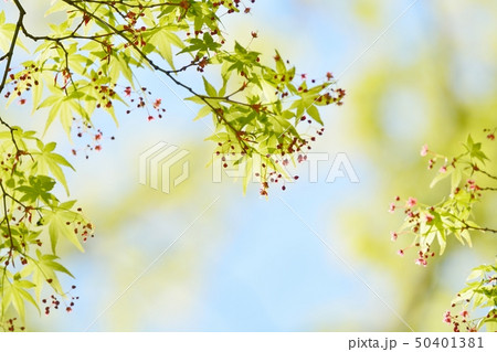 新緑のモミジ(N) 新緑のモミジ(N) 50401381