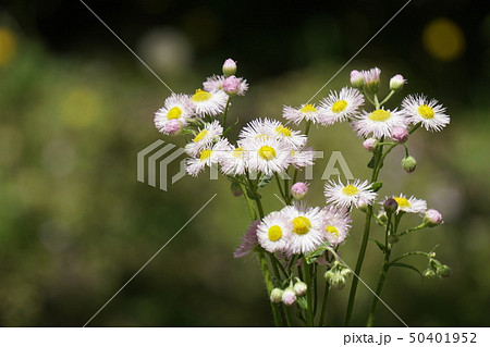 ハルジオン ハルジオン 50401952