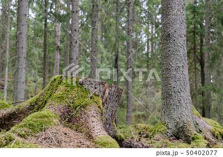 Mossy tree stump in a coniferous forest 50402077