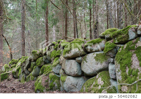 Old moss grown dry stone wall in a forest 50402082
