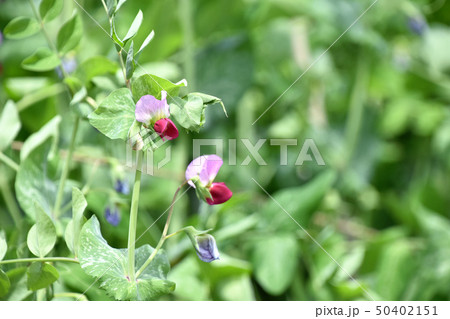絹さやえんどうの花 50402151