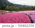 芝桜 50402256