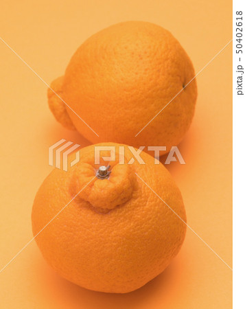 デコポン 50402618