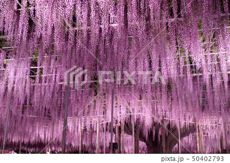 足利市　あしかがフラワーパーク　大藤のライトアップ 50402793