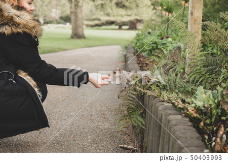 Squirrel taking nuts from mans hand in the park. 50403993