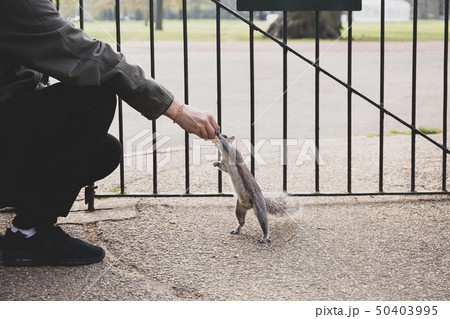 Squirrel taking nuts from mans hand in the park. 50403995