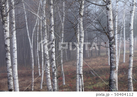 開田高原 朝靄の中の白樺 開田高原 朝靄の中の白樺 50404112