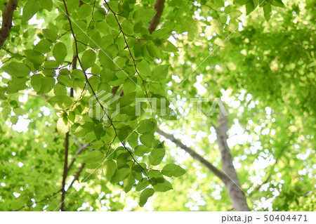新緑と光 新緑と光 50404471