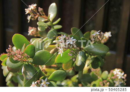 金の成る木 50405285