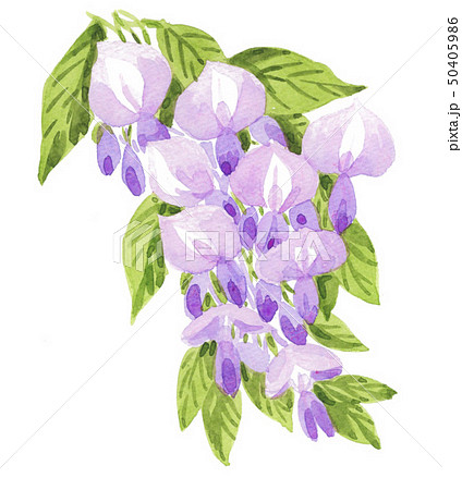 Wisteriapix7のイラスト素材