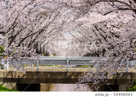 草生津川の桜並木の写真素材