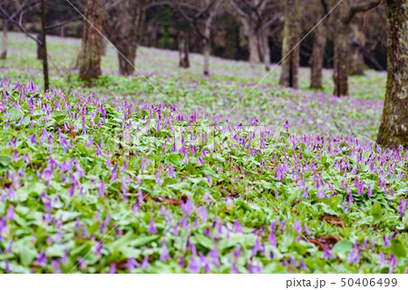 カタクリの群生 50406499