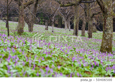 カタクリの群生 50406500